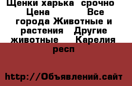 Щенки харька! срочно. › Цена ­ 5 000 - Все города Животные и растения » Другие животные   . Карелия респ.